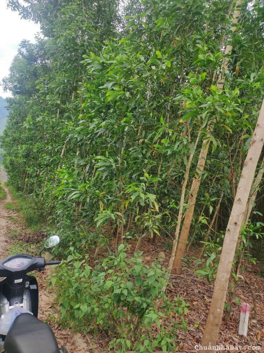 Bán vườn keo Khánh Đông - Khánh Vĩnh giá rẻ đầu tư 