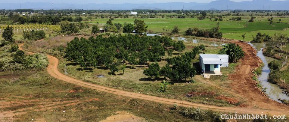 1ha 2 mặt tiền đường ngay QL1A - Săn nhà cấp 4 - Tặng vườn mít thái - Gía đầu tư F0 1ha 2 mặt tiền đường ngay QL1A - Săn nhà cấp 4 - Tặng vườn mít thái - Gía đầu tư F0