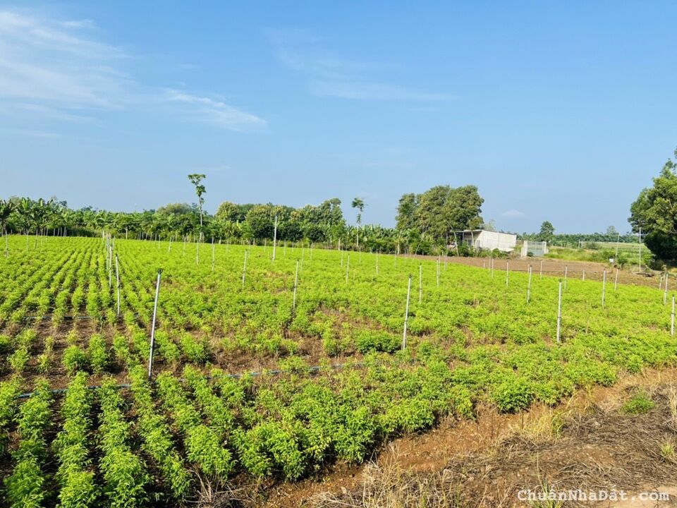 NHÀ VƯỜN HỒ TRỊ AN - NGAY ĐƯỜNG DẪN CAO TỐC DẦU GIÂY – TÂN PHÚ, LIỀN KỀ KHU CÔNG NGHIỆP ĐỊNH QUÁN