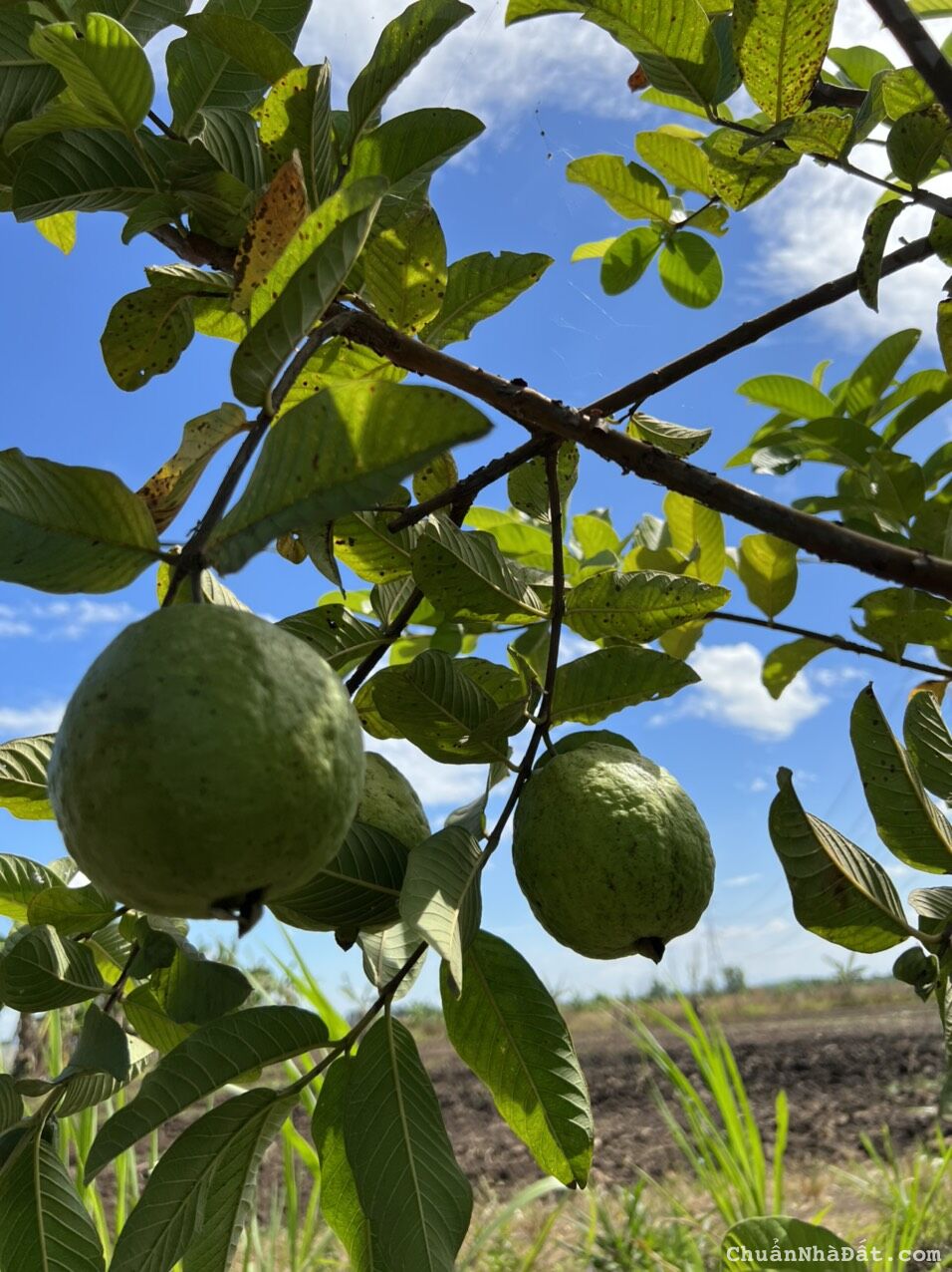 NHÀ VƯỜN HỒ TRỊ AN - NGAY ĐƯỜNG DẪN CAO TỐC DẦU GIÂY – TÂN PHÚ, LIỀN KỀ KHU CÔNG NGHIỆP ĐỊNH QUÁN