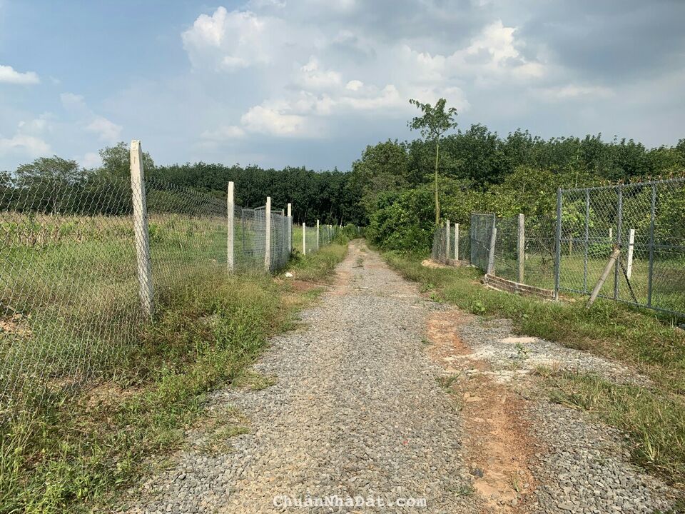 Kẹt tiền bán nhanh 1000m2 vườn sầu riêng chỉ 660tr sổ riêng, đường ô tô đến đất