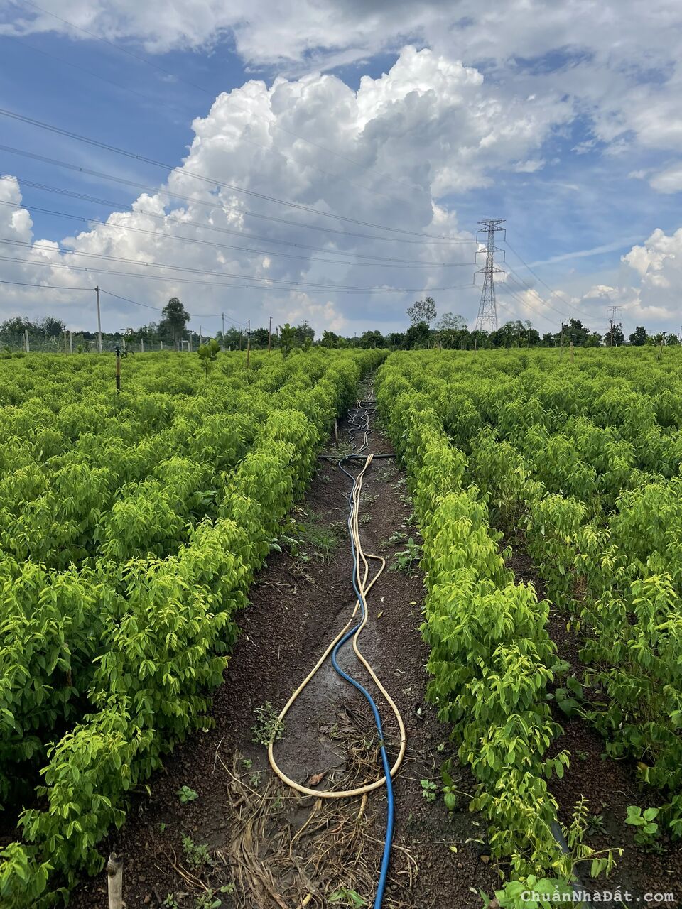 Cần bán nhanh hạ giá 200 triệu còn 680 tr/sào. Sổ hồng công chứng ngay. Cần bán nhanh hạ giá 200 triệu còn 680 tr/sào. Sổ hồng công chứng ngay.