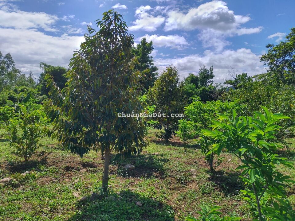 Kẹt tiền bán nhanh 1000m2 vườn sầu riêng chỉ 660tr sổ riêng, đường ô tô đến đất