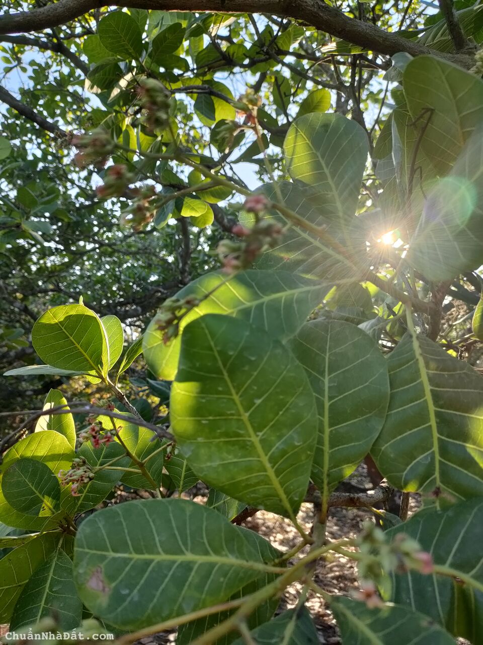 Kẹt tiền bán gấp 1011m2 đất đường ô tô, sổ hồng riêng gần Quốc lộ 20 chỉ 390k/m2