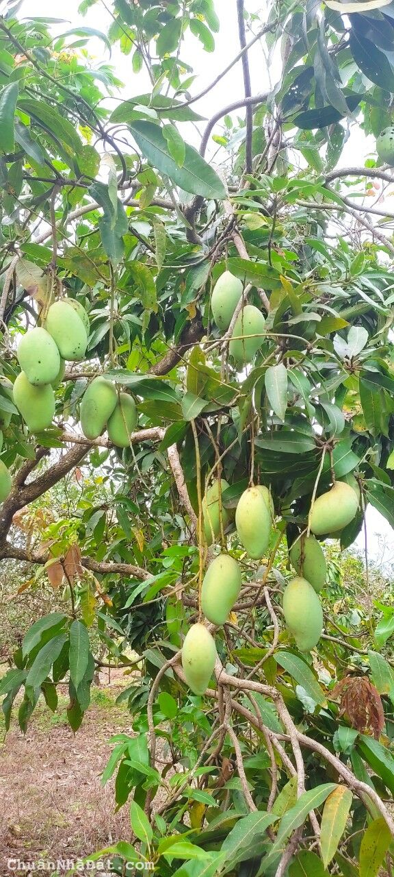 Kẹt tiền bán gấp 1011m2 đất đường ô tô, sổ hồng riêng gần Quốc lộ 20 chỉ 390k/m2