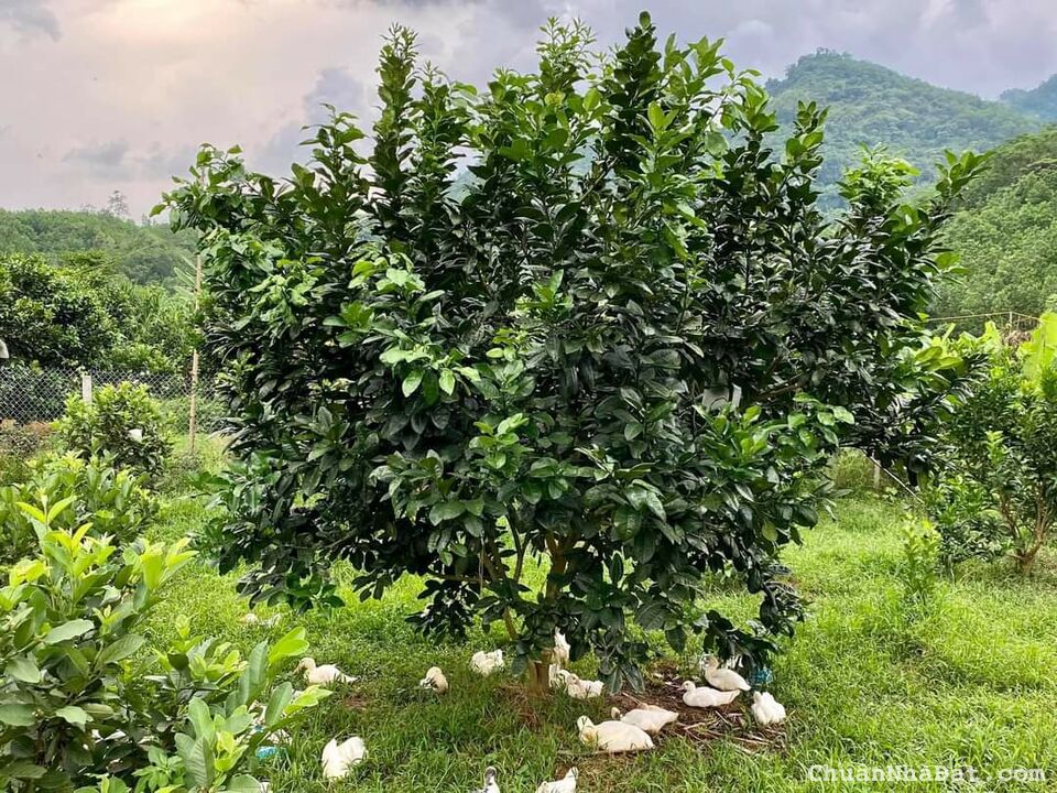 Hàng ngợp bán gấp đất vườn giáp suối, sổ có sẵn, giá chỉ 980 triệu 1308m2