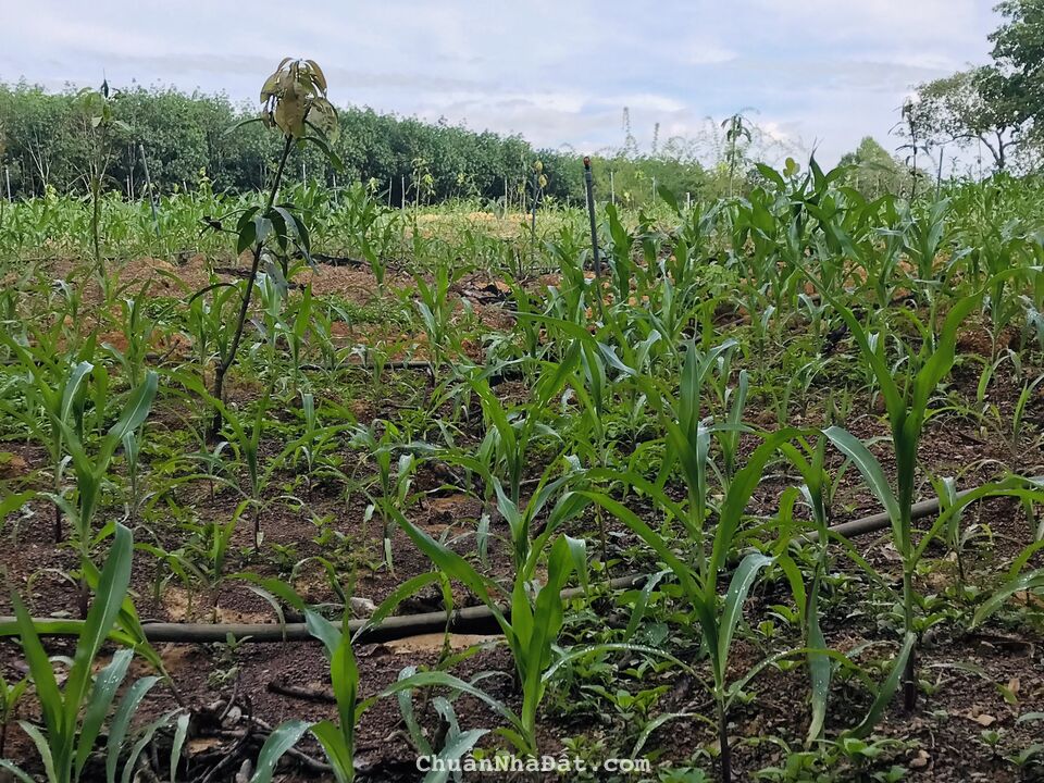 Bán đất 1006m2 mặt tiền 25m ngay KDC Ấp Suối Son, gần chợ Phú Túc, sổ hồng riêng đường ô tô đến đất