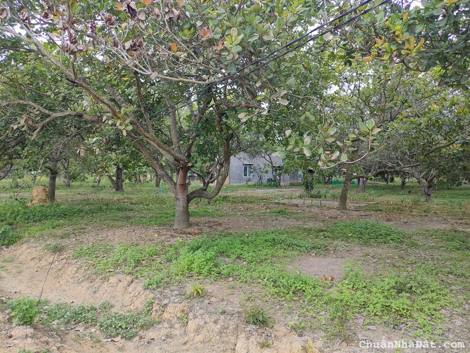 Ngộp bank bán nhanh đất thổ cư gần KCN Đồng Phú, Quốc lộ 14, đường ôtô Ngộp bank bán nhanh đất thổ cư gần KCN Đồng Phú, Quốc lộ 14, đường ôtô