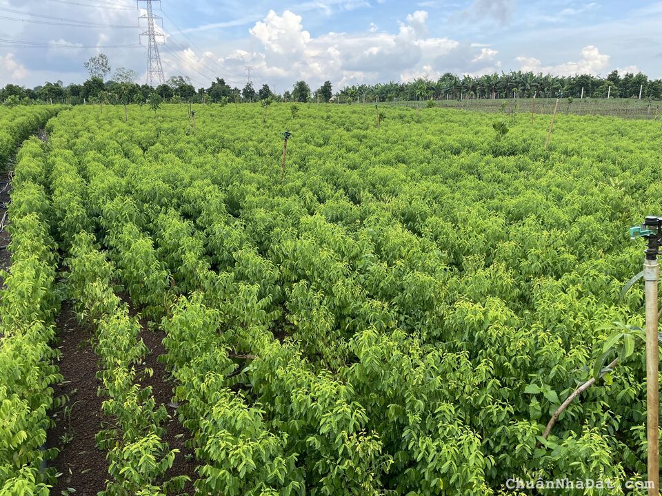 Cần bán gấp đất ngay KCN Suối Nho 195ha, đường dẫn lên cao tốc đi Đà Lạt, sổ hồng riêng Cần bán gấp đất ngay KCN Suối Nho 195ha, đường dẫn lên cao tốc đi Đà Lạt, sổ hồng riêng