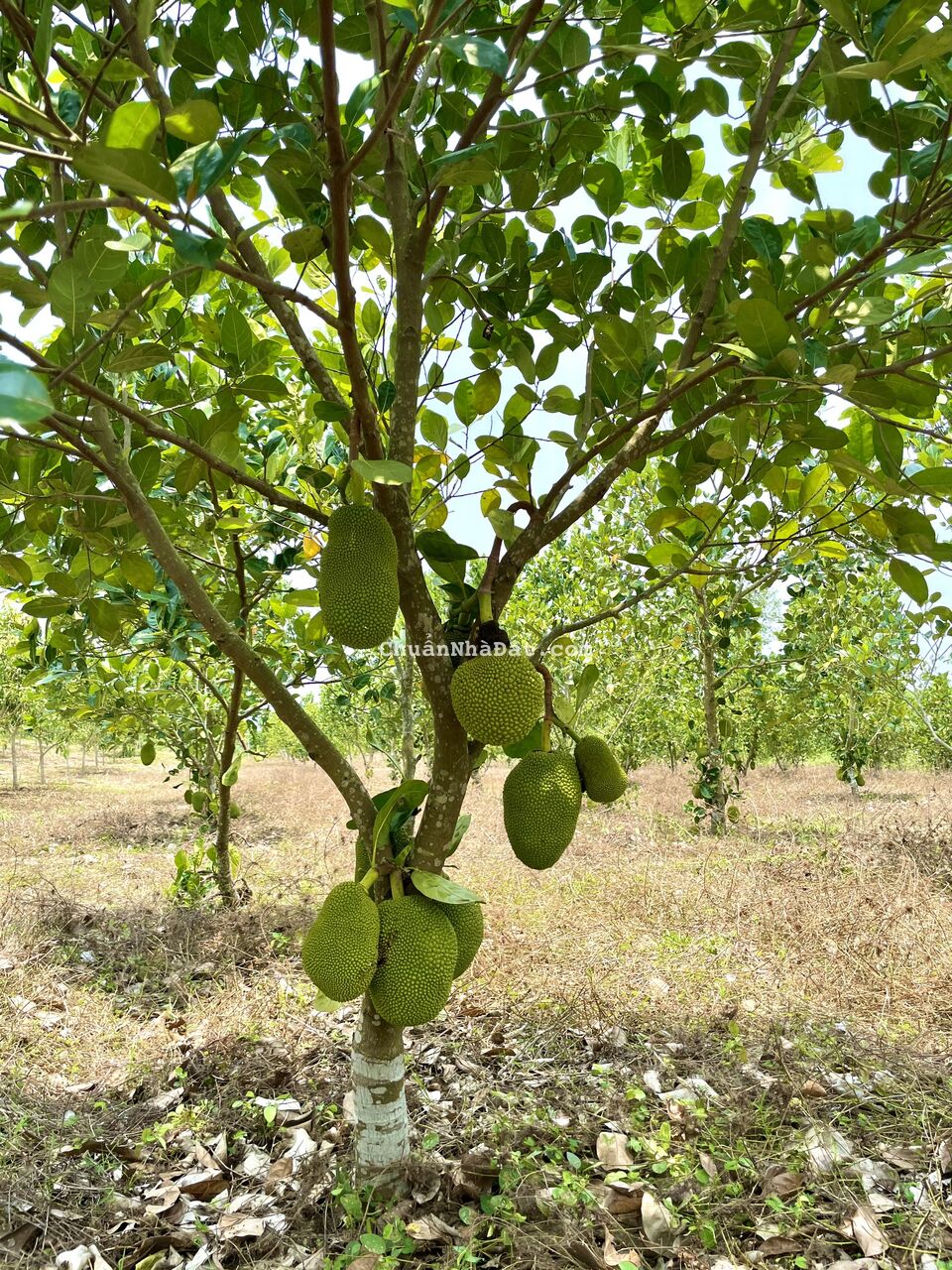 Kẹt tiền bán gấp đất ngay KCN Suối Nho 195ha, đường dẫn lên cao tốc đi Đà Lạt, sổ hồng riêng Kẹt tiền bán gấp đất ngay KCN Suối Nho 195ha, đường dẫn lên cao tốc đi Đà Lạt, sổ hồng riêng