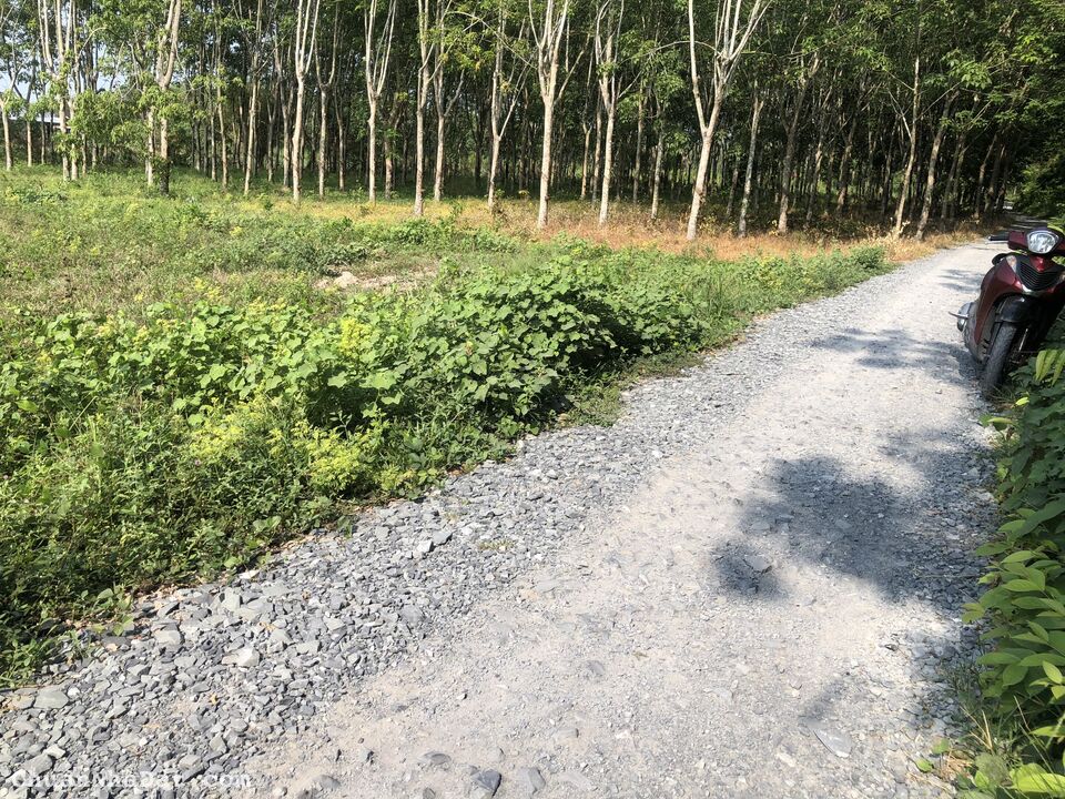 Bán Đất Gò Dầu Giá Rẻ Gần KCN Hiệp Thạnh, Gò Dầu, Tây Ninh. Hậu Dài Giá Rẻ