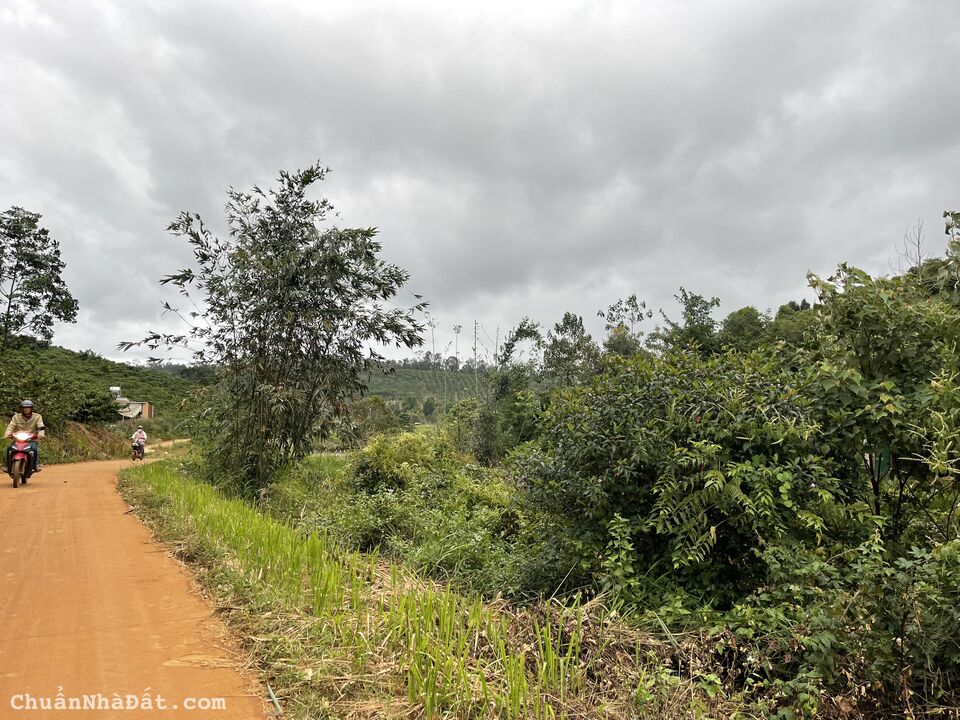 Chính chủ bán 1ha6 cà phê, ao cá, cây ăn trái, tại Quảng SơN - Đắk Nông