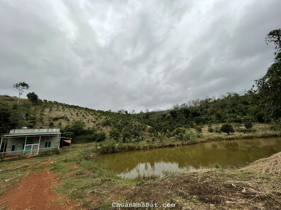 Chính chủ bán 1ha6 cà phê, ao cá, cây ăn trái, tại Quảng SơN - Đắk Nông