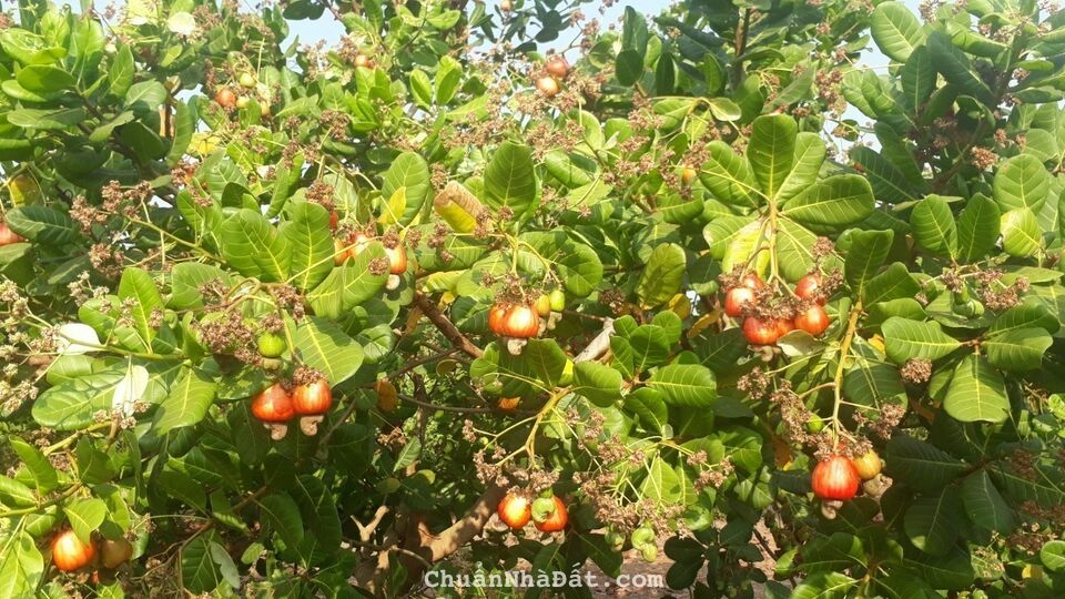 2ha vườn điều CLN SHR chính chủ, đường ô tô, gần ubnd Hồng Liêm, giá TL 2ha vườn điều CLN SHR chính chủ, đường ô tô, gần ubnd Hồng Liêm, giá TL