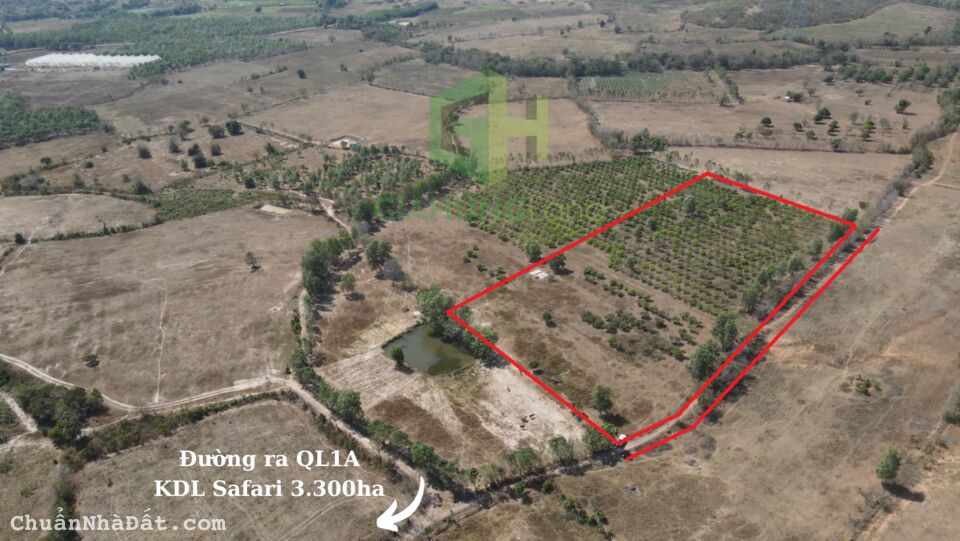 2ha vườn điều CLN SHR chính chủ, đường ô tô, gần ubnd Hồng Liêm, giá TL 2ha vườn điều CLN SHR chính chủ, đường ô tô, gần ubnd Hồng Liêm, giá TL