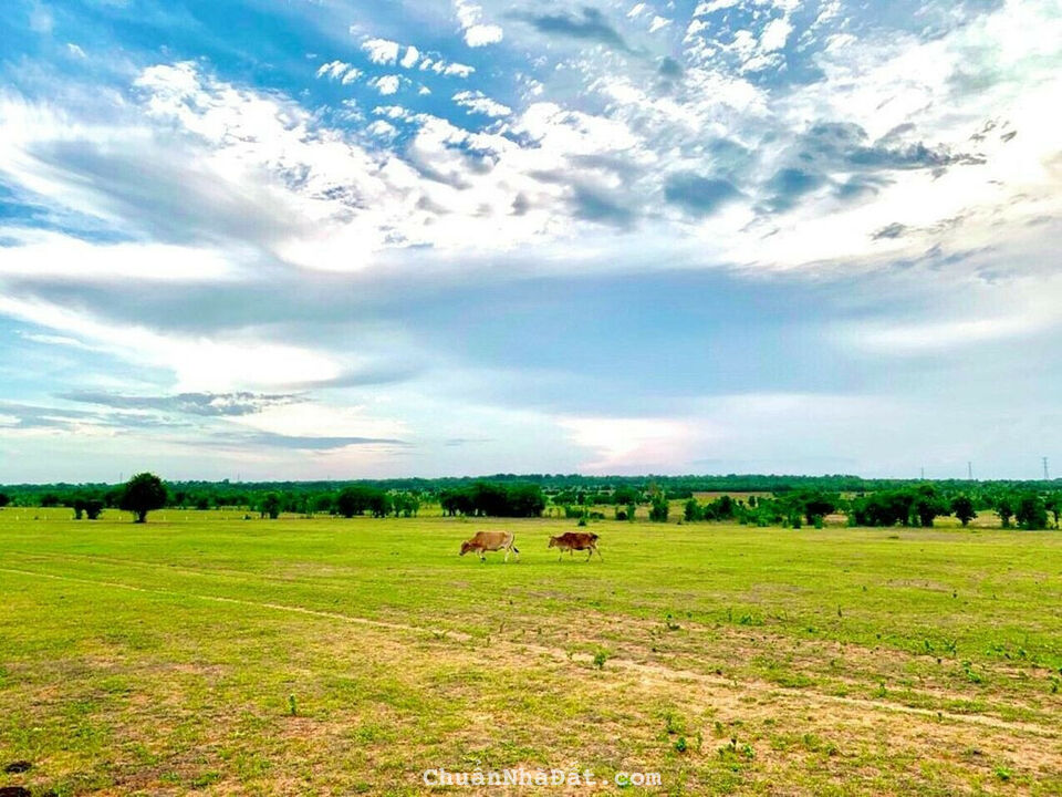 Đất Hồng Thái chỉ 70k/m2, 8952m2 chính chủ. Bán gấp công chứng sang tên ngay