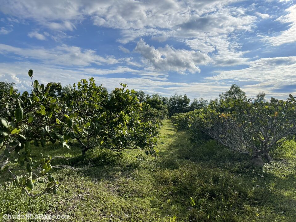 Bán đất nền ven biển hoà thắng sổ sẵn giá rẻ từ 70k/m2 Lh 0938677909 xem sổ