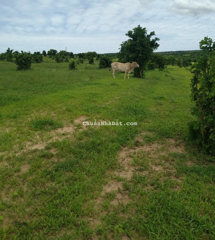 Bán 5316m2 đất nền hồng thái, bắc bình gần đường liên xã ra biển giá 452tr Lh 0938677909 xem sổ Bán 5316m2 đất nền hồng thái, bắc bình gần đường liên xã ra biển giá 452tr Lh 0938677909 xem sổ