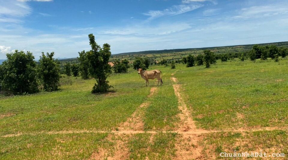 Bán 5316m2 đất vườn hồng thái gần đường liên xã ra biển sắp làm giá chỉ 452tr Lh 0938677909 xem sổ