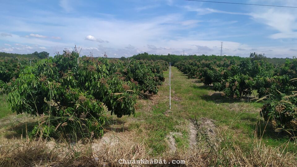 còn 2 lô cuối cùng xả hết bán nghỉ ăn tết còn 2 lô cuối cùng xả hết bán nghỉ ăn tết