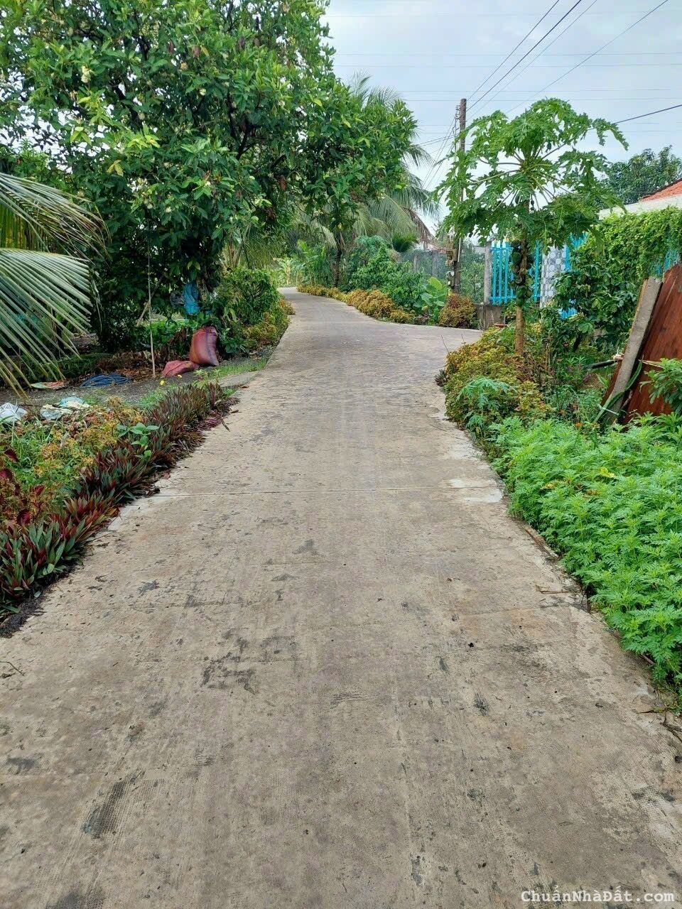 Đất vườn giá rẻ xã mỷ an huyện thủ thừa.tỉnh long an Đất vườn giá rẻ xã mỷ an huyện thủ thừa.tỉnh long an