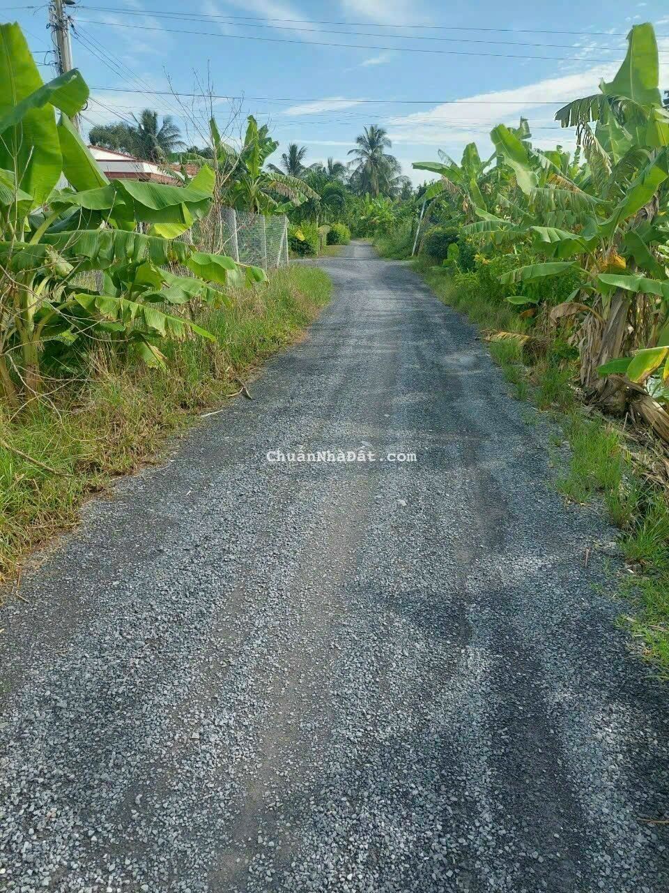 Cần bán gấp đất lúa đường xe ô tô giá rẻ ấp 3 xã mỷ phú .huyện thủ thừa tỉnh long an Cần bán gấp đất lúa đường xe ô tô giá rẻ ấp 3 xã mỷ phú .huyện thủ thừa tỉnh long an