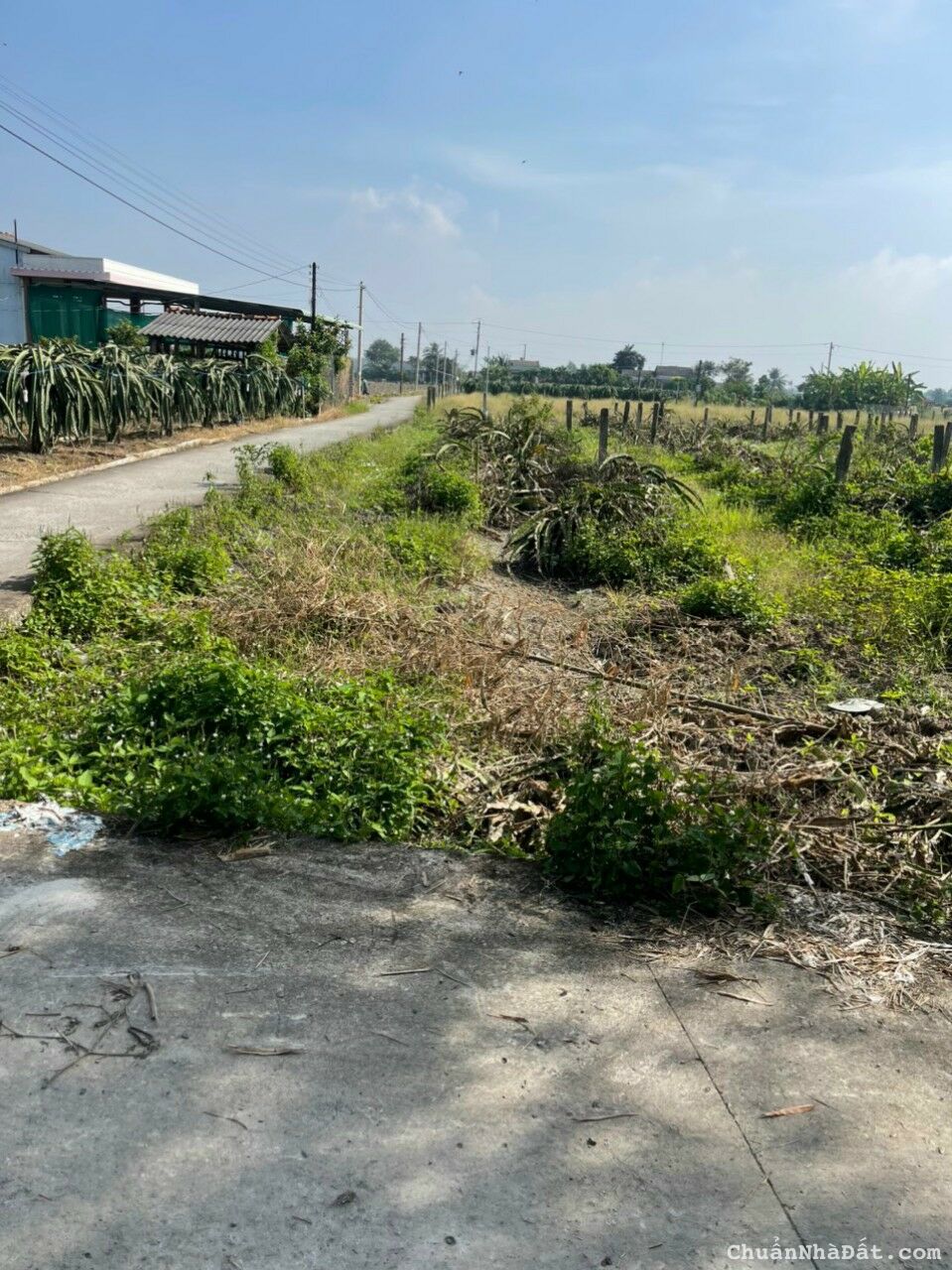 Đất lúa đường ô tô giá rẻ xã phú ngãi trị.huyện châu thành.long an