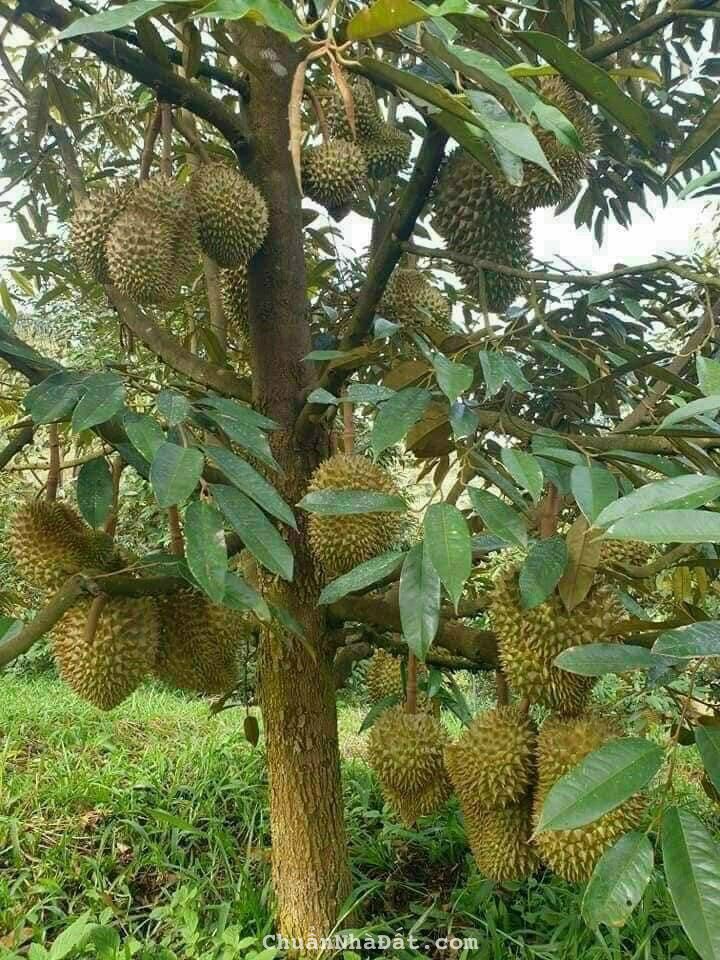 Đất sào hơn 7400m2 sẵn 100m thổ cư mặt tiền đường nhựa 12m, ngay view KDL sinh thái Đất sào hơn 7400m2 sẵn 100m thổ cư mặt tiền đường nhựa 12m, ngay view KDL sinh thái