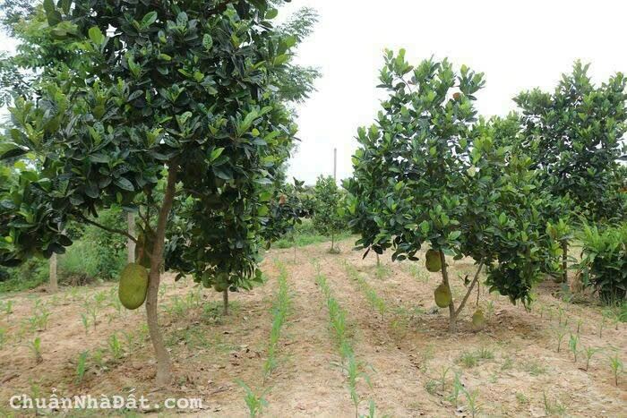 Chỉ 395 Triệu / Lô Tại Ninh Tân Ninh Hòa Khánh Hòa . Lh : 0912 47 3878