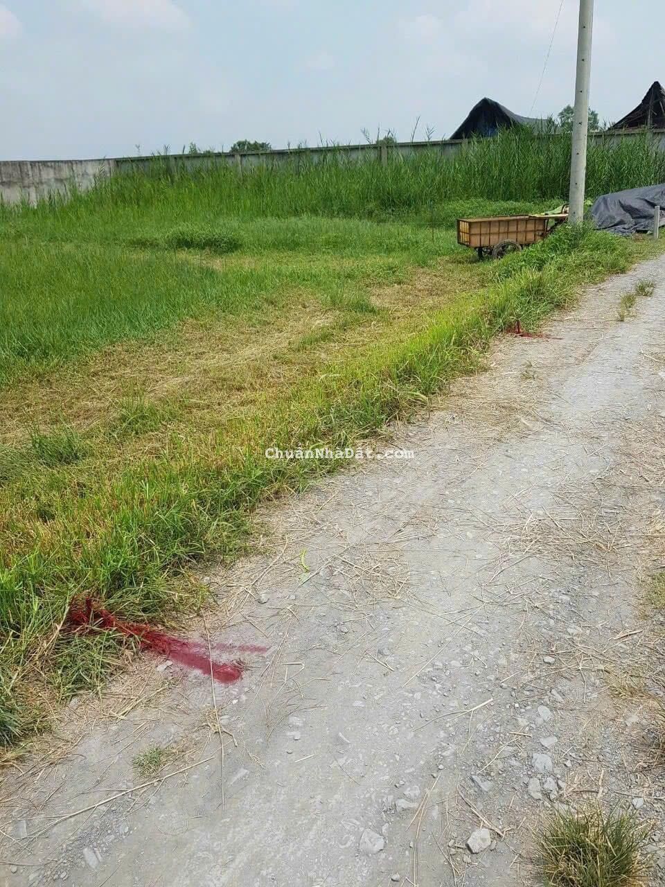 Bán đất ấp 8 xây dựng tự do bình mỹ củ chi