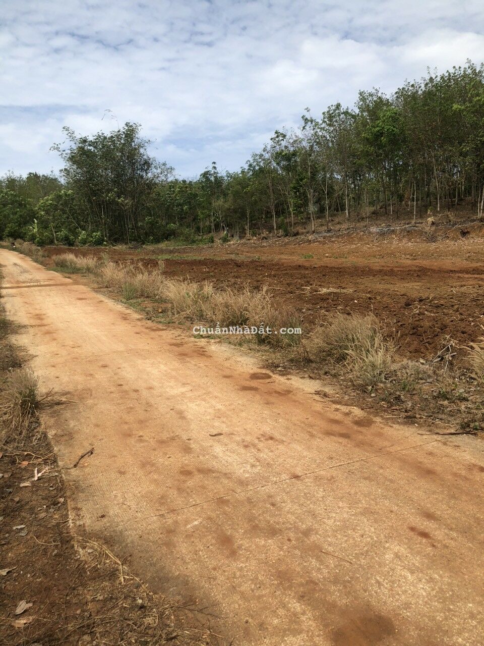 Cần Bán Gấp 3 Lô Đất Sào Bình Long - Bình Phước Sổ Hồng Giá Gần Ngộp