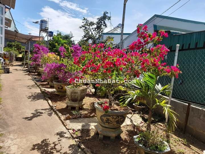 Bán đất có sẳn dòng tiền cho thuê TT Lộc Thắng, Bảo Lâm, Lâm Đồng