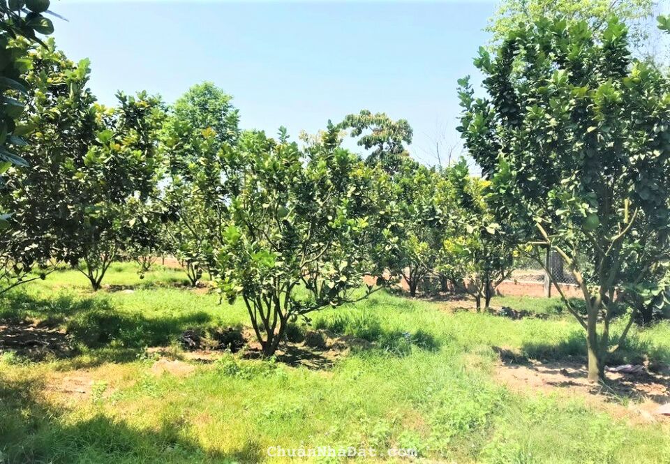 ĐẤT CHÍNH CHỦ 1200m2 THỔ CƯ, GIÁ 500tr GẦN ỦY BAN XÃ, SHR, ĐƯỜNG NHỰA, CÓ CÂY ĂN TRÁI 