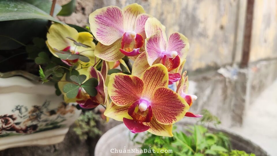 Bán nhà Sài Đồng vị trí cực đẹp 52 m2 , ô tô 7 vào nhà (chủ cần bán gấp, giá cực hữu nghị)