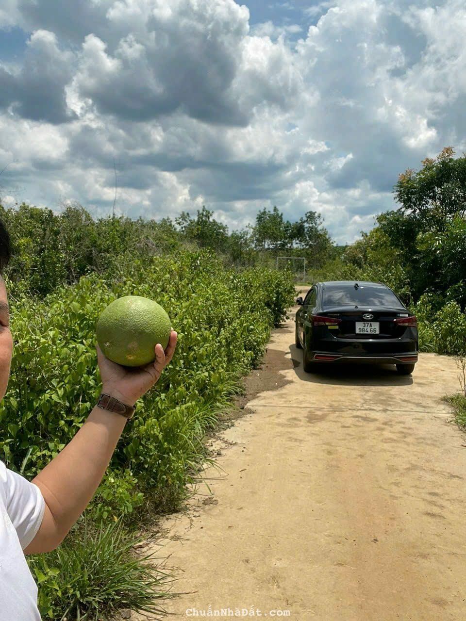 bán gấp vườn trái cây hơn 1000m sổ hồng riêng giá chỉ 290 triệu