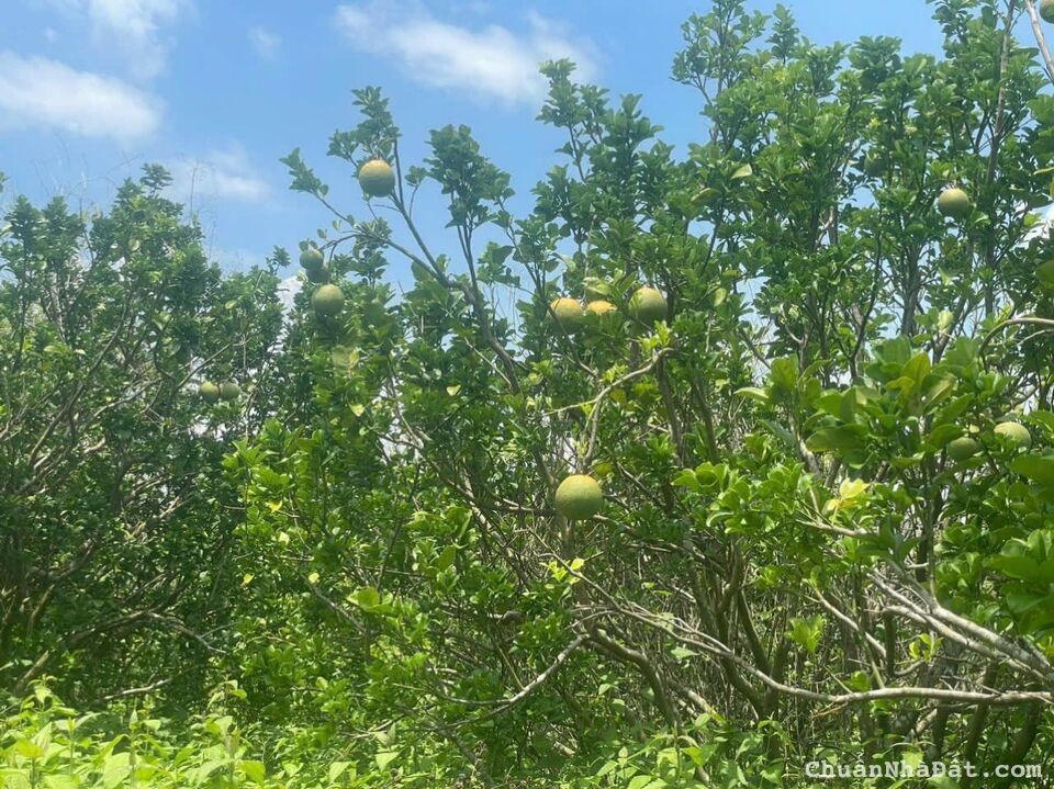 bán gấp vườn trái cây hơn 1000m sổ hồng riêng giá chỉ 290 triệu