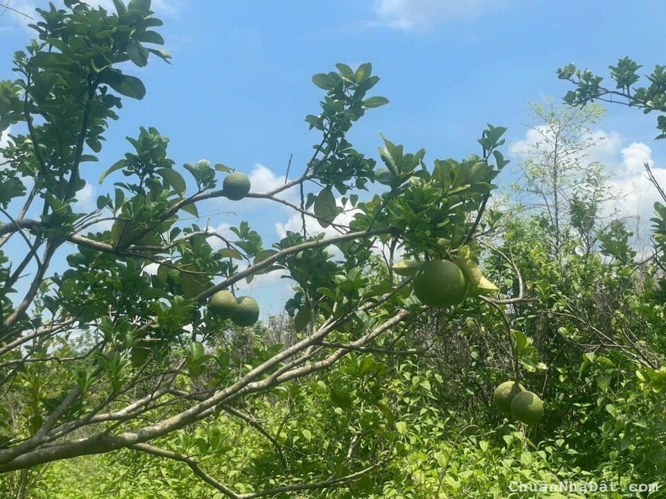 bán gấp vườn trái cây hơn 1000m sổ hồng riêng giá chỉ 290 triệu