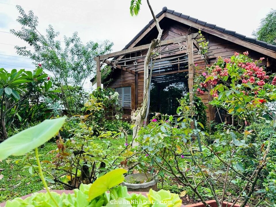 💥Nhà Vườn TC 13*35m,Đầu Đường A1,Phạm Ngũ Lão thôn 4,gần Vành Đai,nhiều lô khác 💥Nhà Vườn TC 13*35m,Đầu Đường A1,Phạm Ngũ Lão thôn 4,gần Vành Đai,nhiều lô khác