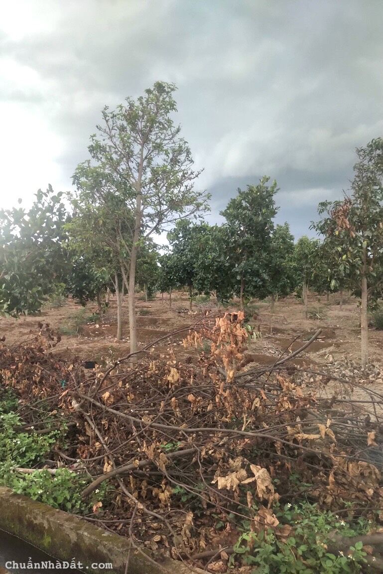 💥Đất 2 mặt tiền,50*50m,2,5 sào,Tổng 5 sàogần Thị Trấn Quảng Phú,Huyện Cumgar 💥Đất 2 mặt tiền,50*50m,2,5 sào,Tổng 5 sàogần Thị Trấn Quảng Phú,Huyện Cumgar