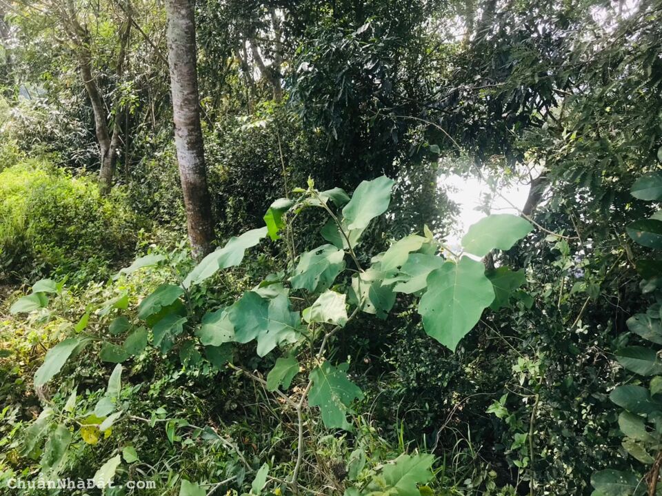 🌴 Bán Lô Đất DT 8.766 m2 Huyện Diên Khánh, Có 150m Mặt Tiền Sông Cái Nha Trang