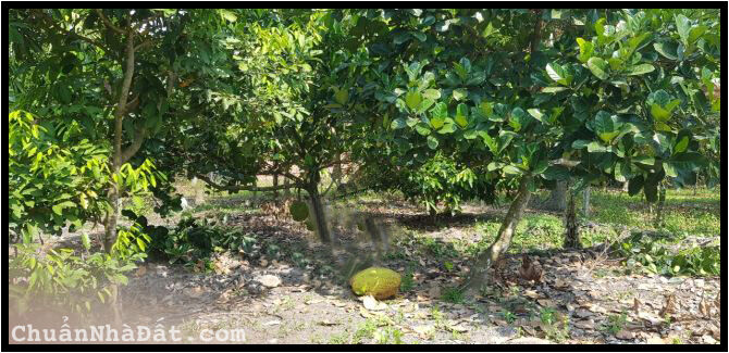 Bán rẻ đất vườn Thủ Dầu Một Bình Dương chỉ 10.5 tr/m2