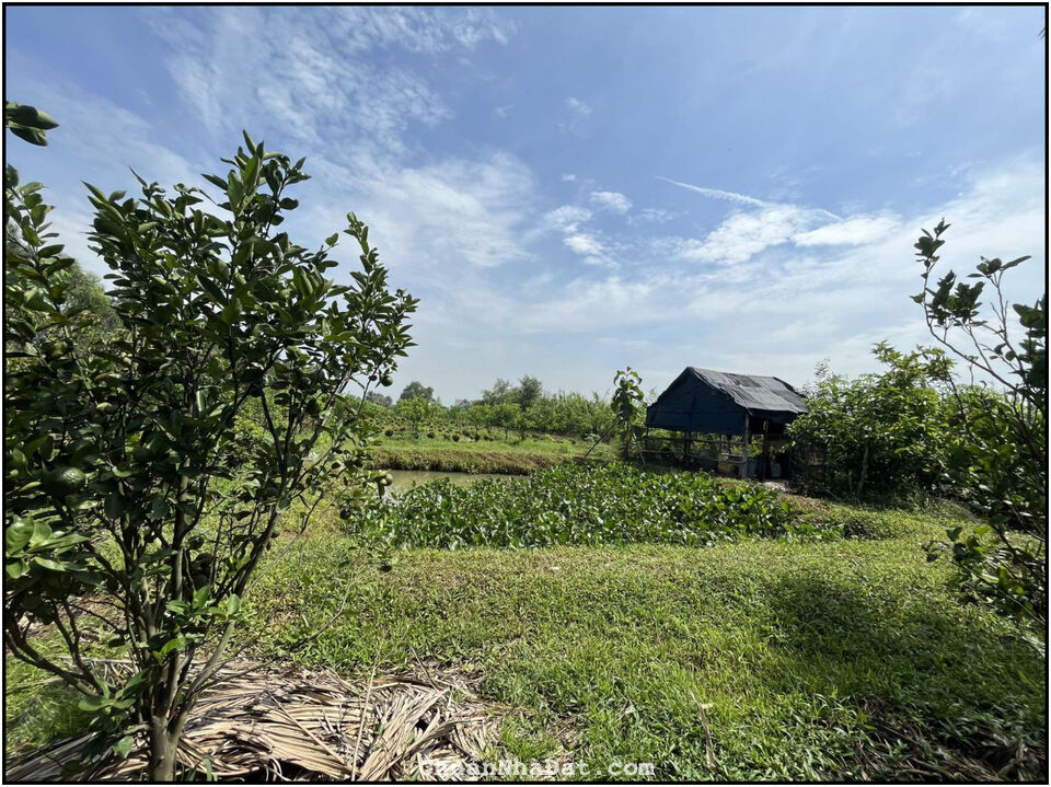 Bán rẻ đất vườn Thủ Dầu Một Bình Dương chỉ 10.5 tr/m2