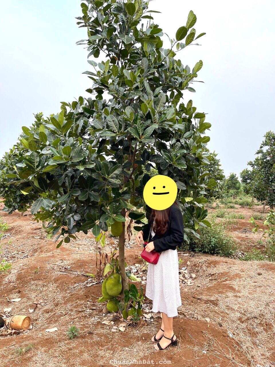 💥Đất 2 mặt tiền,50*50m,2,5 sào,Tổng 5 sàogần Thị Trấn Quảng Phú,Huyện Cumgar 💥Đất 2 mặt tiền,50*50m,2,5 sào,Tổng 5 sàogần Thị Trấn Quảng Phú,Huyện Cumgar