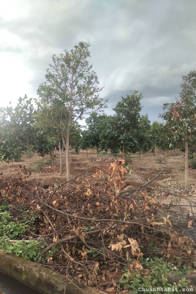 💥Đất 2 mặt tiền,50*50m,2,5 sào,Tổng 5 sàogần Thị Trấn Quảng Phú,Huyện Cumgar 💥Đất 2 mặt tiền,50*50m,2,5 sào,Tổng 5 sàogần Thị Trấn Quảng Phú,Huyện Cumgar