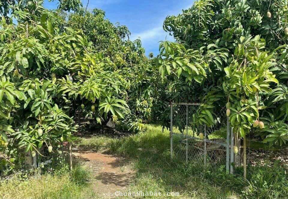 ĐẤT VƯỜN TRÁI CÂY , GIÁ RẺ NHẤT THỊ TRƯỜNG