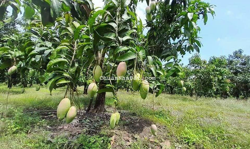 ĐẤT VƯỜN TRÁI CÂY , GIÁ RẺ NHẤT THỊ TRƯỜNG