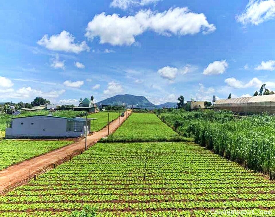 Bán đất tại Đạ Ròn, Đà Lạt, ngay mặt tiền đường lộ 8m, giá mềm cho nhà đầu tư Bán đất tại Đạ Ròn, Đà Lạt, ngay mặt tiền đường lộ 8m, giá mềm cho nhà đầu tư