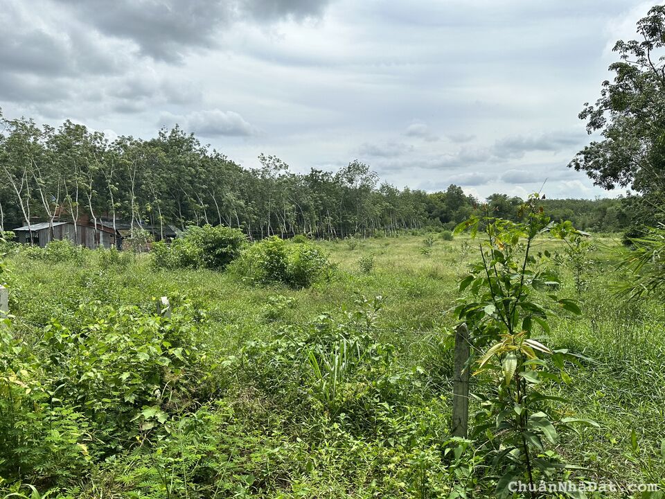 Đất Bình Dương, 10 X 36 Giá Chỉ 600 Triệu/ Nền Đất Bình Dương, 10 X 36 Giá Chỉ 600 Triệu/ Nền