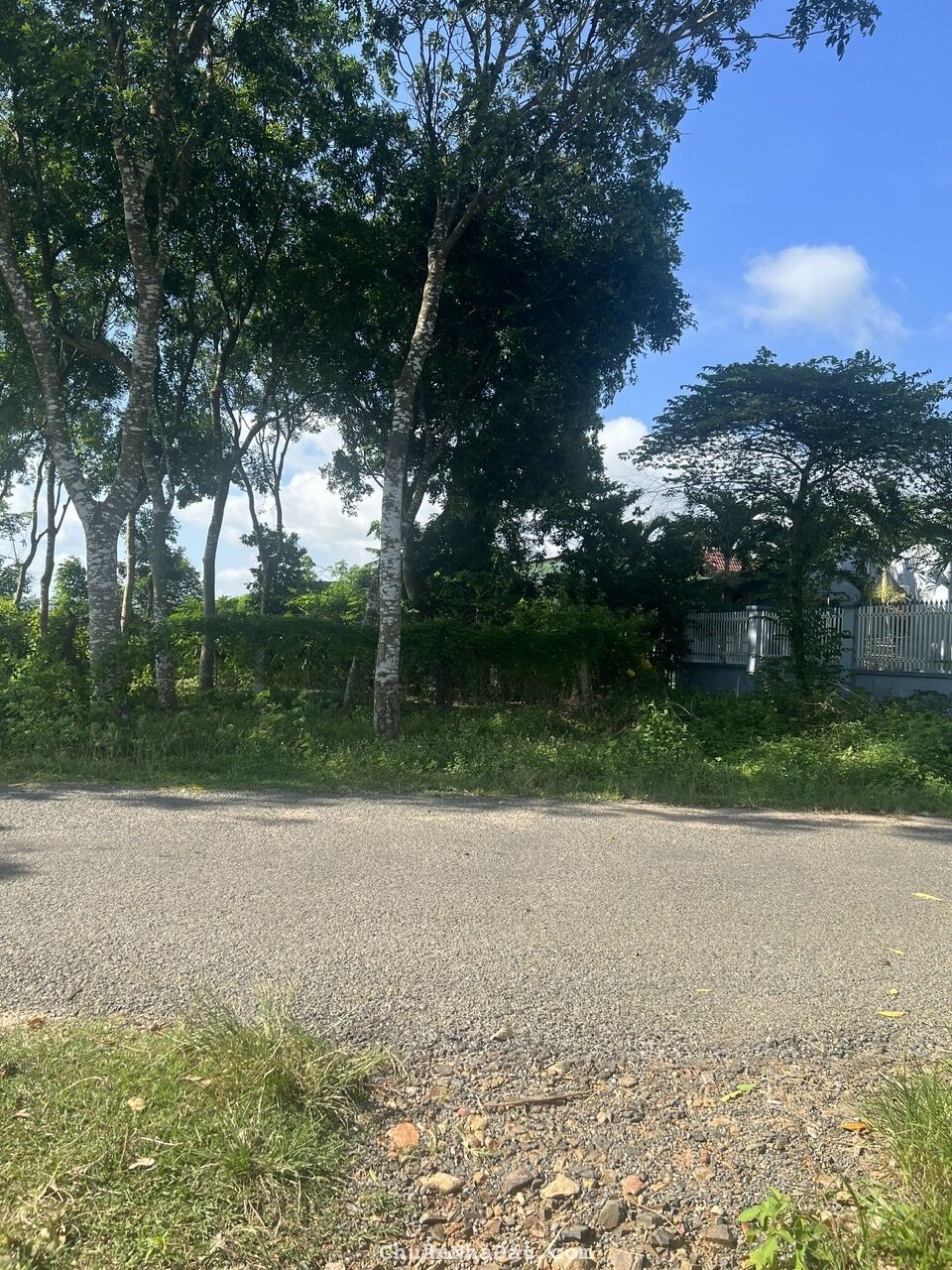 đất sào giá ngợp Hàm Thuận Nam đất sào giá ngợp Hàm Thuận Nam