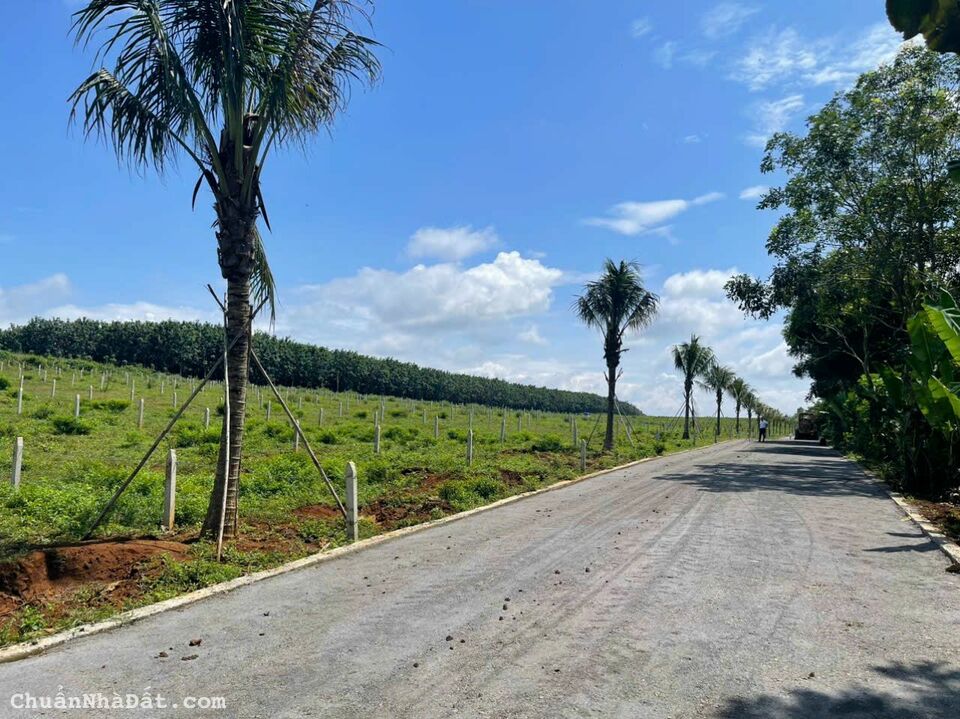 Siêu Phầm Đất Nền Mặt Tiền Quốc Lộ 20 Siêu Phầm Đất Nền Mặt Tiền Quốc Lộ 20